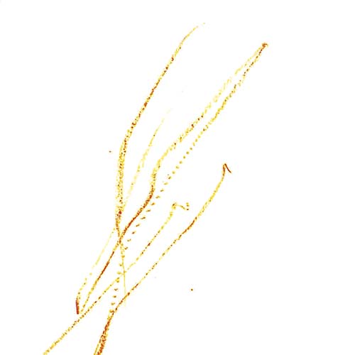 にんじん オンライン絵画展スマイルキッズプロジェクト