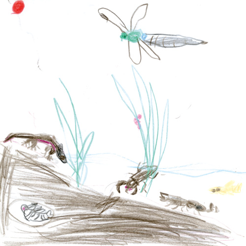 水田の生き物