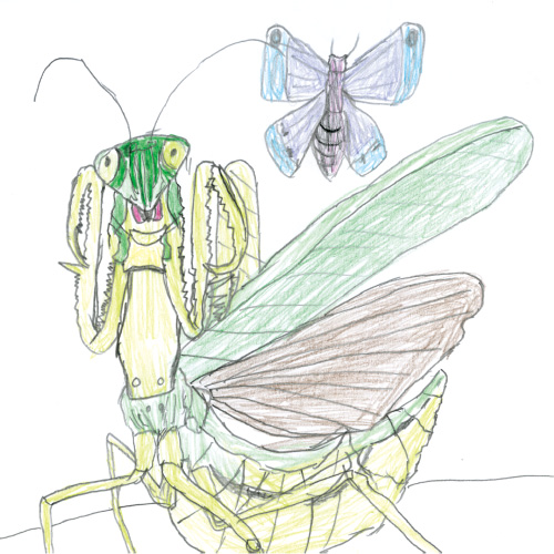 いかくカマキリ