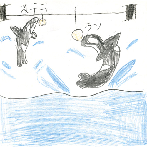 シャチのショー