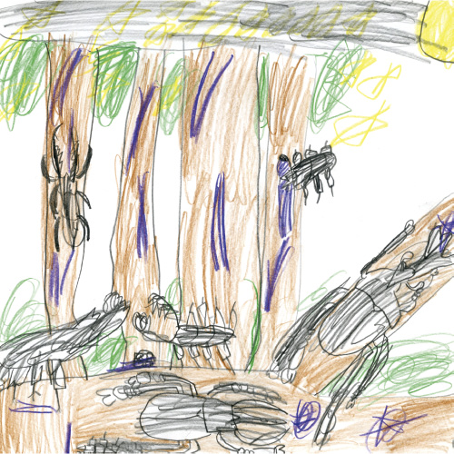 カブトムシのよる